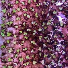 Attēlu rezultāti vaicājumam “Riccia canaliculata”