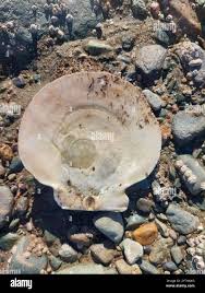 Image result for Placopecten magellanicus