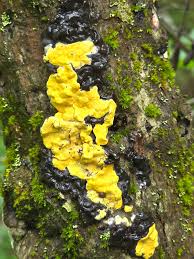 Attēlu rezultāti vaicājumam “Diderma chondrioderma”