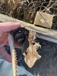 Image result for Leucoraja erinaceus