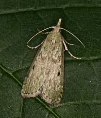 Attēlu rezultāti vaicājumam “Aphomia sociella female”