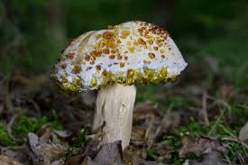 Attēlu rezultāti vaicājumam “Hypomyces chrysospermus”