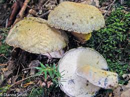Attēlu rezultāti vaicājumam “Gyroporus cyanescens”