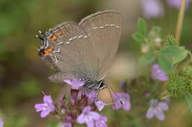 Attēlu rezultāti vaicājumam “Satyrium ilicis”