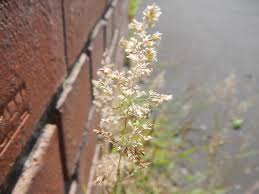 Attēlu rezultāti vaicājumam “Agrostis canina leaf”