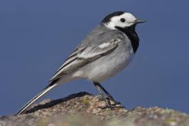 Image result for Motacilla alba