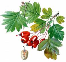 Attēlu rezultāti vaicājumam “Crataegus macracantha fruit”