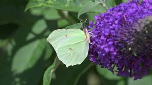 Attēlu rezultāti vaicājumam “Gonepteryx rhamni female”