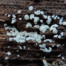 Attēlu rezultāti vaicājumam “Didymium verrucisporum stalked”