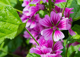 Image result for Malve