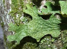 Attēlu rezultāti vaicājumam “Lobaria pulmonaria”