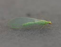 Attēlu rezultāti vaicājumam “Chrysopidae imago”