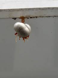 Attēlu rezultāti vaicājumam “Lycogala flavofuscum sessile”