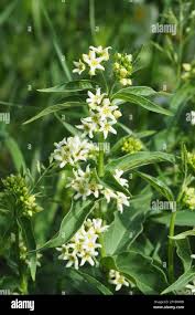 Attēlu rezultāti vaicājumam “Vincetoxicum hirundinaria flower”