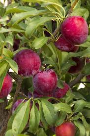 Attēlu rezultāti vaicājumam “Rosa subcanina fruit”