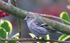 Attēlu rezultāti vaicājumam “Carduelis spinus female”