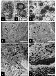 Attēlu rezultāti vaicājumam “Caloplaca scopularis”