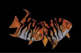 Image result for The Lancaster Fish