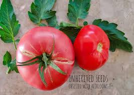 Afbeeldingsresultaat voor mortgage lifter bicolor strain tomato