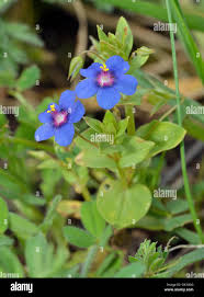 Attēlu rezultāti vaicājumam “Anagallis arvensis flower”