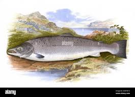 Image result for Salmo salar