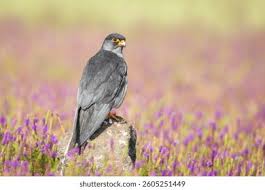 Image result for Falco amurensis