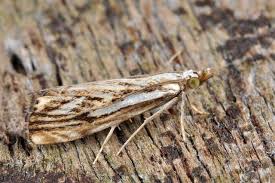 Attēlu rezultāti vaicājumam “Catoptria falsella”