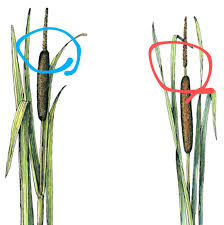 Attēlu rezultāti vaicājumam “Typha angustifolia  leaf”