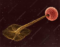 Attēlu rezultāti vaicājumam “Didymium sp.”