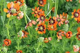 Image result for Adonis aestivalis