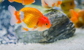 Image result for 金魚