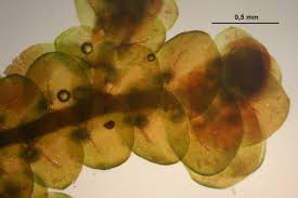 Attēlu rezultāti vaicājumam “Frullania tamarisci”