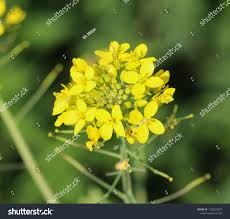 Attēlu rezultāti vaicājumam “Rorippa sylvestris flower”