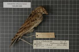 Image result for Calandrella rufescens