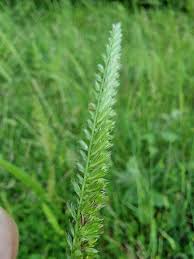 Attēlu rezultāti vaicājumam “Cynosurus cristatus flower”