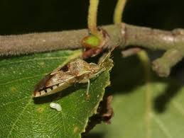 Attēlu rezultāti vaicājumam “Elasmucha grisea imago”