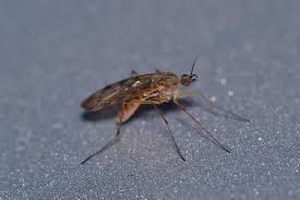 Attēlu rezultāti vaicājumam “Sylvicola sp.”