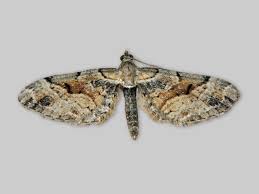 Attēlu rezultāti vaicājumam “Eupithecia sinuosaria”