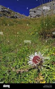 Image result for Silberdistel