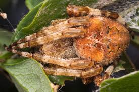 Attēlu rezultāti vaicājumam “Araneus angulatus”