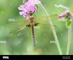 Attēlu rezultāti vaicājumam “Epitheca bimaculata”