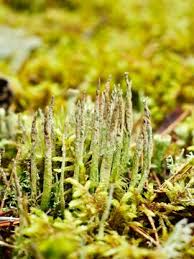 Attēlu rezultāti vaicājumam “Cladonia cornuta”