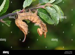 Attēlu rezultāti vaicājumam “Stauropus fagi larva”