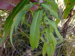 Attēlu rezultāti vaicājumam “Symphyotrichum x salignum leaf”