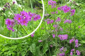 Attēlu rezultāti vaicājumam “Primula x margotae”