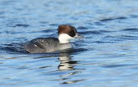 Attēlu rezultāti vaicājumam “Mergus albellus”