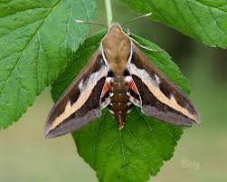 Attēlu rezultāti vaicājumam “Hyles gallii”