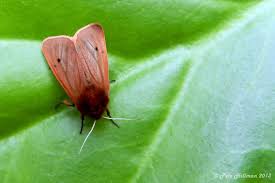 Attēlu rezultāti vaicājumam “Phragmatobia fuliginosa imago”