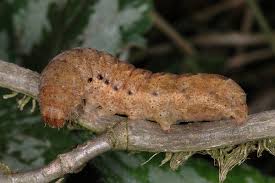 Attēlu rezultāti vaicājumam “Noctua fimbriata larva”