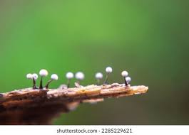 Attēlu rezultāti vaicājumam “Physarum leucophaeum macro”